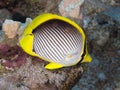 Coral fish Blackbacked butterflyfish