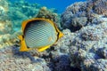 Coral fish Blackbacked butterflyfish (chaetodon melannotus) - Red Sea