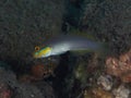 COral fish Blueband goby