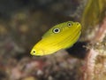 Coral fish Canary wrasse