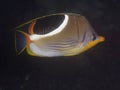 Coral fish Chaetodon ephippium Royalty Free Stock Photo