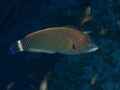 Coral fish Chiseltooth wrasse Royalty Free Stock Photo