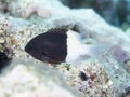 Coral fish Chocolatedip chromis