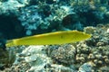 Coral fish Cigar wrasse in Red sea