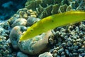 Coral fish Cigar wrasse in Red sea