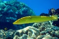Coral fish Cigar wrasse in Red sea
