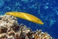 Coral fish Cigar wrasse in Red sea