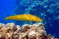 Coral fish Cigar wrasse in Red sea