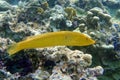 Coral fish Cigar wrasse in Red sea Royalty Free Stock Photo