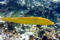 Coral fish Cigar wrasse in Red sea