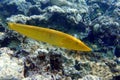 Coral fish Cigar wrasse in Red sea