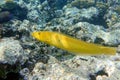 Coral fish Cigar wrasse in Red sea