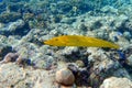 Coral fish Cigar wrasse in Red sea