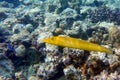 Coral fish Cigar wrasse in Red sea