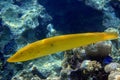 Coral fish Cigar wrasse in Red sea