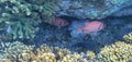 Pink fish in Coiba national park