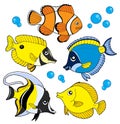 Coral fish collection Royalty Free Stock Photo