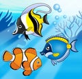 Coral fish collection in blue sea Royalty Free Stock Photo