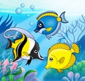 Coral fish collection in sea Royalty Free Stock Photo