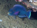 Coral fish Dusky parrotfish Royalty Free Stock Photo