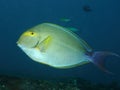 Coral fish Elongate surgeonfish Royalty Free Stock Photo