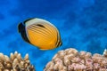 Coral fish Exquisite butterflyfish Chaetodon austriacus - Red Sea