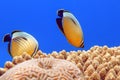 Coral fish Exquisite butterflyfish Chaetodon austriacus - Red Sea