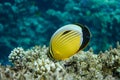 Coral fish Exquisite butterflyfish Chaetodon austriacus - Red Sea