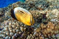 Coral fish Exquisite butterflyfish Chaetodon austriacus - Red Sea