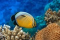 Coral fish Exquisite butterflyfish Chaetodon austriacus - Red Sea