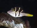 Coral fish False puffer