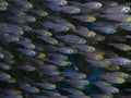 Coral fish Golden sweeper Royalty Free Stock Photo