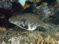 Coral fish Guineafowl puffer