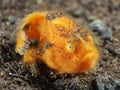 Coral fish Hairy frogfish
