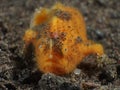 Coral fish Hairy frogfish