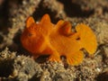 Coral fish Hairy frogfish