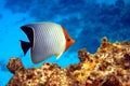 Coral fish - Hooded butterflyfish or Orangeface butterflyfish Chaetodon larvatus in Red Sea Royalty Free Stock Photo