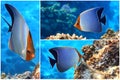 Coral fish - Hooded butterflyfish or Orangeface butterflyfish Chaetodon larvatus in Red Sea Royalty Free Stock Photo