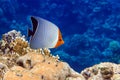 Coral fish - Hooded butterflyfish or Orangeface butterflyfish Chaetodon larvatus in Red Sea Royalty Free Stock Photo