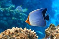 Coral fish - Hooded butterflyfish or Orangeface butterflyfish Chaetodon larvatus in Red Sea Royalty Free Stock Photo