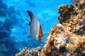 Coral fish - Hooded butterflyfish or Orangeface butterflyfish Chaetodon larvatus in Red Sea Royalty Free Stock Photo