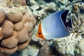 Coral fish - Hooded butterflyfish or Orangeface butterflyfish Chaetodon larvatus in Red Sea Royalty Free Stock Photo