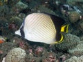 Coral Fish Indian Vagabond Butterflyfish