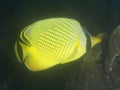 Coral fish Latticed butterflyfish