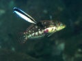 Coral fish Nebulous wrasse