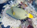 Coral fish Orange-stripped triggerfish Royalty Free Stock Photo