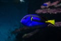 Coral fish palette surgeonfish