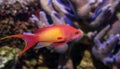 Coral fish - Pseudanthias squamipinnis Royalty Free Stock Photo