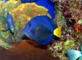 A Coral fish in the Red Sea Royalty Free Stock Photo