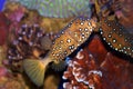 A Coral fish in the Red Sea Royalty Free Stock Photo